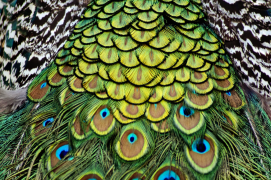 burung-merak 16 senarai